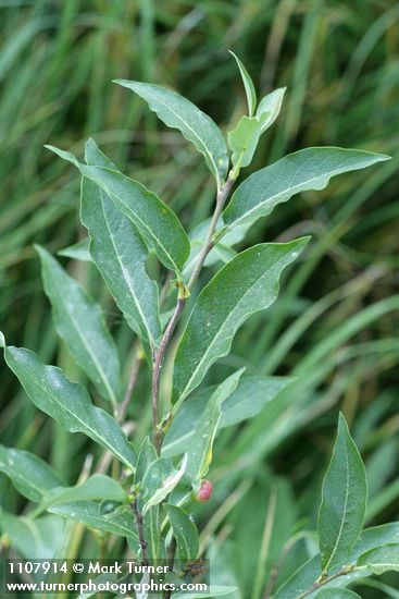 Salix drummondiana