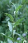 Drummond's Willow foliage