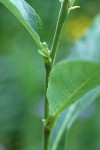 Drummond's Willow stipules & twig detail