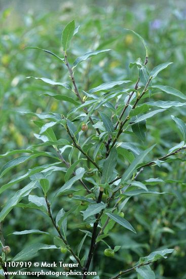 Salix drummondiana