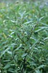 Drummond's Willow foliage