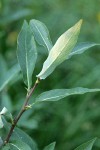 Drummond's Willow foliage underside detail
