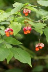 Western Wahoo (Western Burning Bush) fruit & foliage