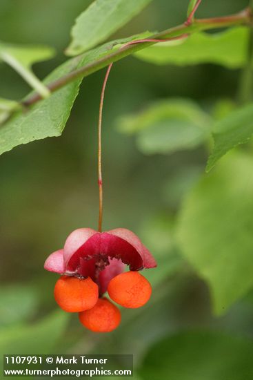 Euonymus occidentalis