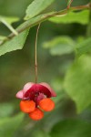 Western Wahoo (Western Burning Bush) fruit