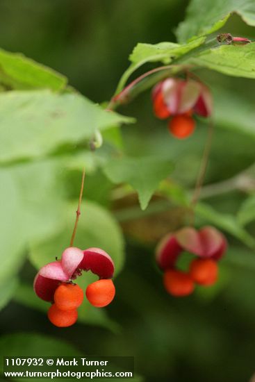 Euonymus occidentalis