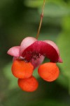 Western Wahoo (Western Burning Bush) fruit detail