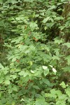 Western Wahoo (Western Burning Bush) w/ ripe fruit