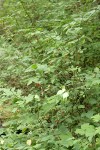 Western Wahoo (Western Burning Bush) w/ ripe fruit