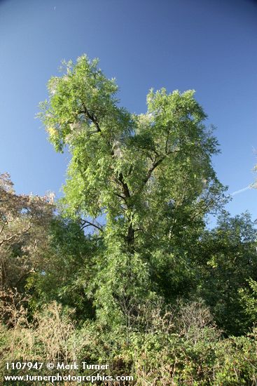 Juglans hindsii