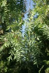 Northern California Black Walnut foliage