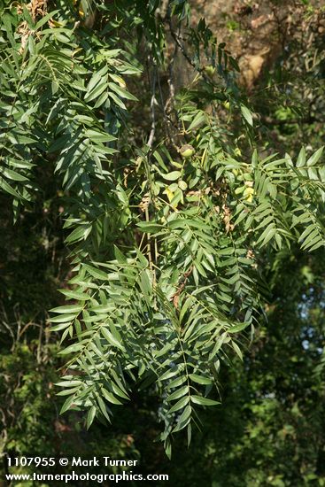 Juglans hindsii