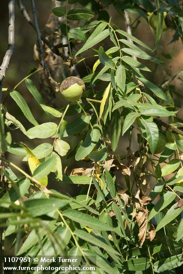 Juglans hindsii