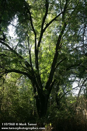 Juglans hindsii