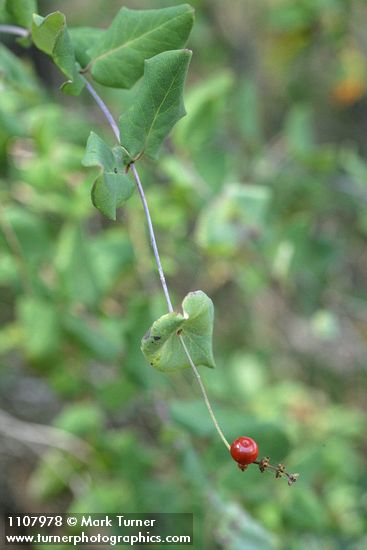 Lonicera hispidula