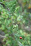 Hairy Honeysuckle fruit & foliage