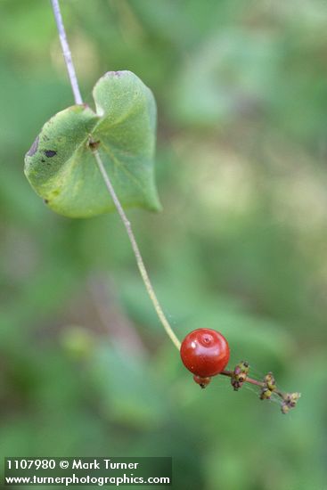 Lonicera hispidula