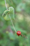 Hairy Honeysuckle fruit & foliage