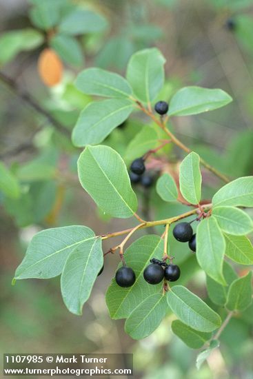 Frangula californica ssp. occidentalis