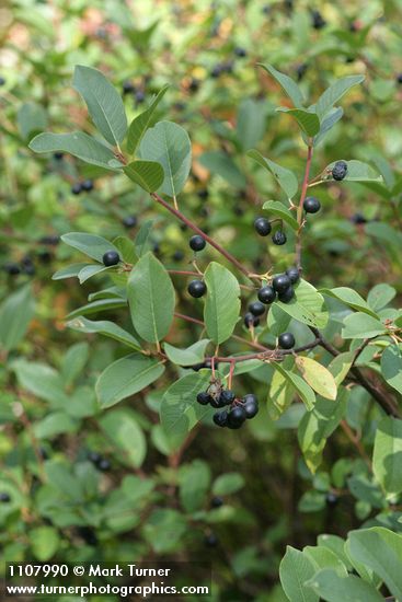 Frangula californica ssp. occidentalis
