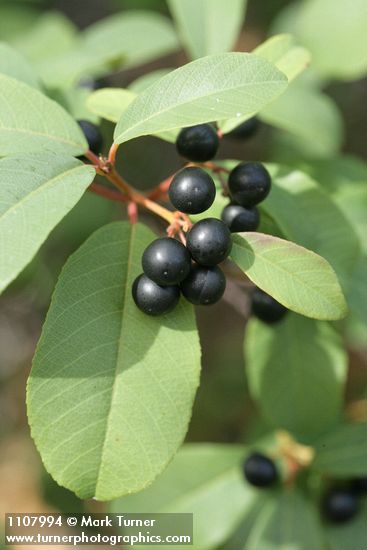 Frangula californica ssp. occidentalis