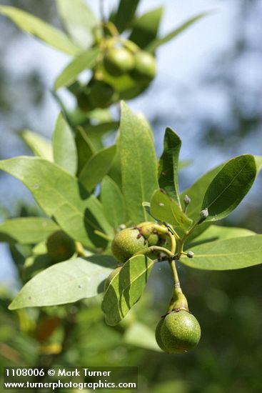 Umbellularia californica