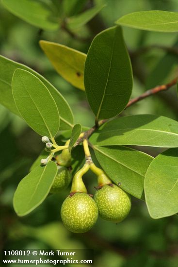 Umbellularia californica