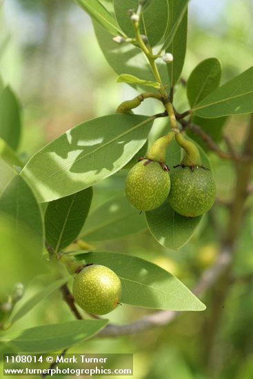 Umbellularia californica