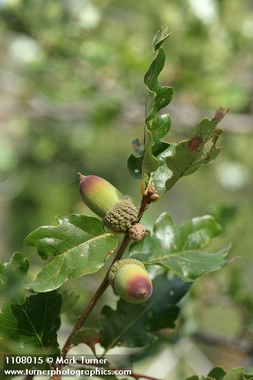 Quercus garryana var. breweri