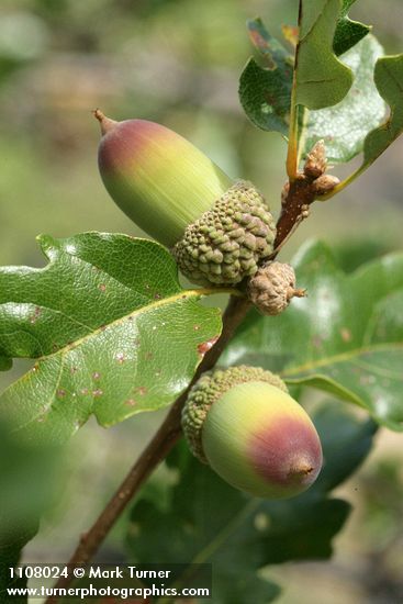 Quercus garryana var. breweri