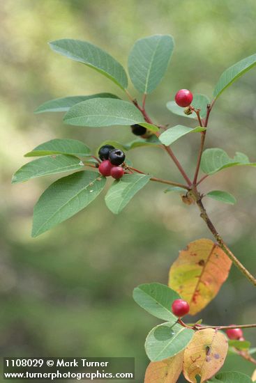 Frangula californica ssp. occidentalis