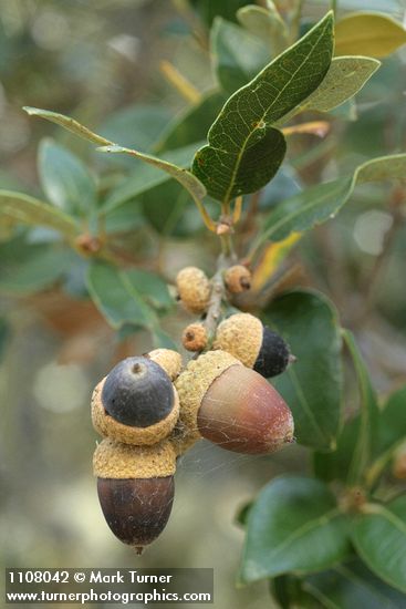 Quercus chrysolepis