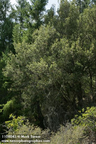 Quercus chrysolepis