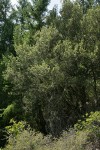 Canyon Live Oak
