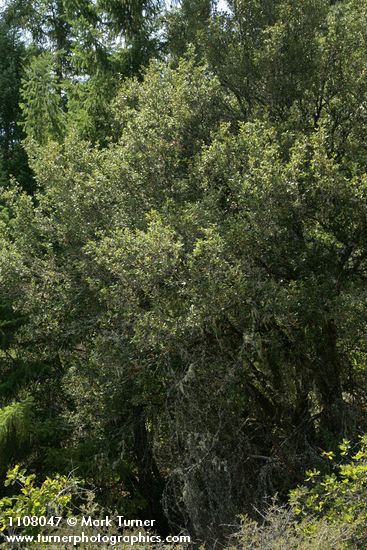 Quercus chrysolepis