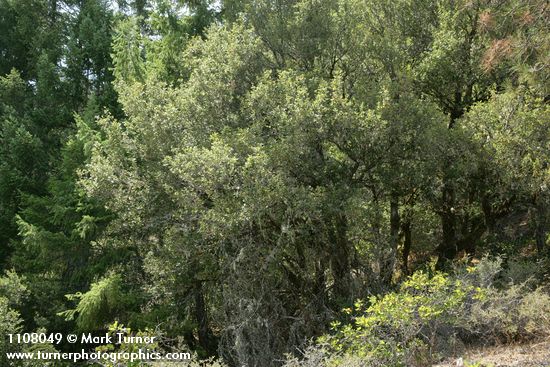 Quercus chrysolepis