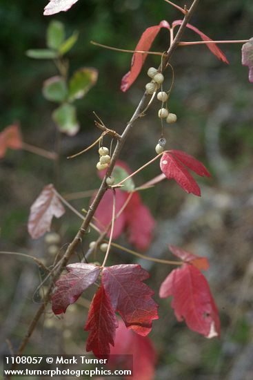 Toxicodendron diversilobum