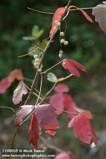 Toxicodendron diversilobum