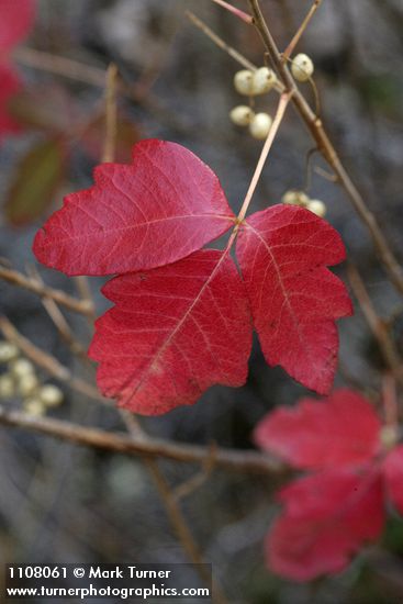 Toxicodendron diversilobum