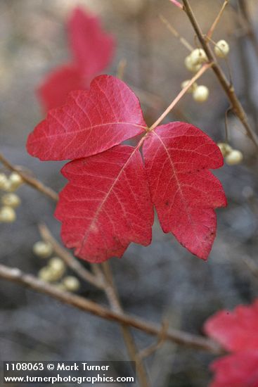 Toxicodendron diversilobum