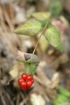Hairy Honeysuckle fruit & foliage