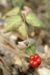 Hairy Honeysuckle fruit & foliage