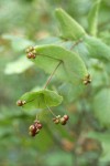 Orange Honeysuckle fruit & foliage