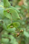 Orange Honeysuckle fruit & foliage