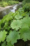 Umbrella Plant along Deer Creek