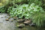 Umbrella Plant along Deer Creek