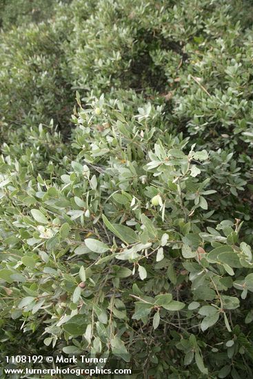 Quercus vacciniifolia