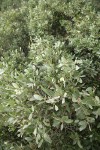 Huckleberry Oak