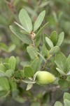 Huckleberry Oak acorn & foliage