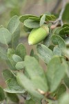 Huckleberry Oak acorn & foliage